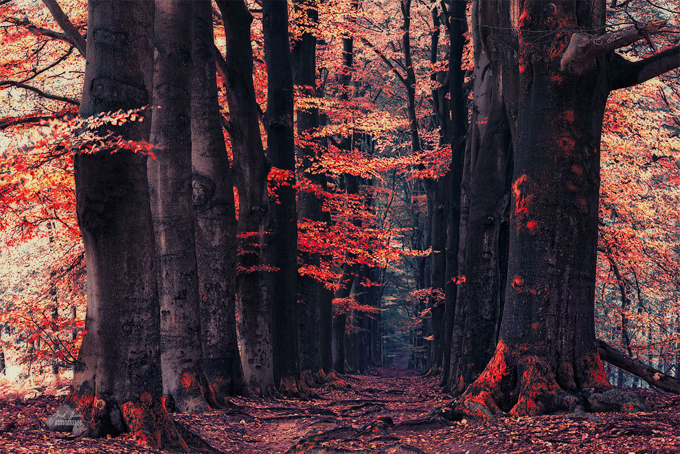 landscape-photo-graphy:  Enchanting Forests Photography Illuminate Autumn’s Beauty