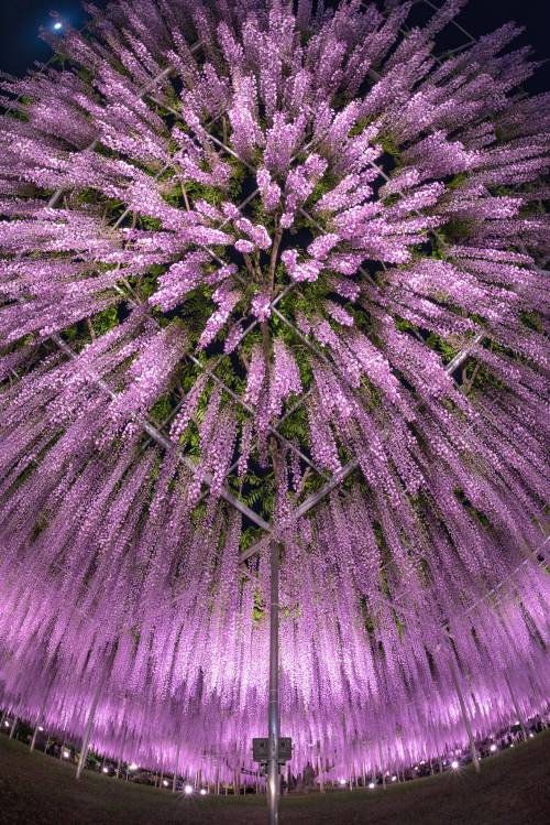 itscolossal:Lush Canopies of Hundreds of Purple Flowers Erupt from Japan’s Wisteria