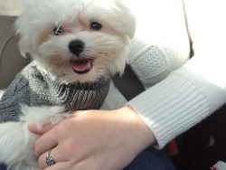 cute-overload:  lola the toy maltese 