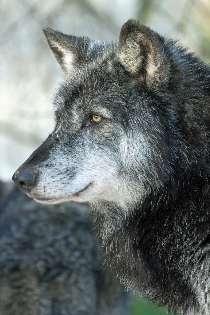 brutalgeneration:  Timber Wolf (by Buggers1962) 