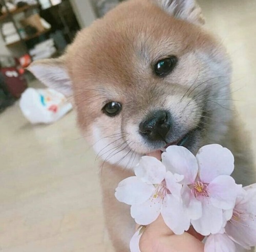 https://le0nin4.tumblr.com/post/171211491136