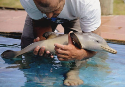 annimeer:  brokenunderstars:  No one ever said babies weren’t cute.  Seal, Fawn, Owl, Pigglet, Fox-pup, Sloth, Polar bear cub, Bunny and dolphin. (young babies)   Babies!