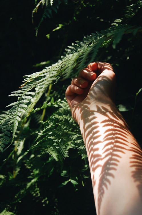 eyeleaves: India Rose