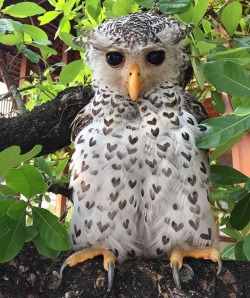 becausebirds:  You have been visited by the love owl. A special person will come into your life soon.