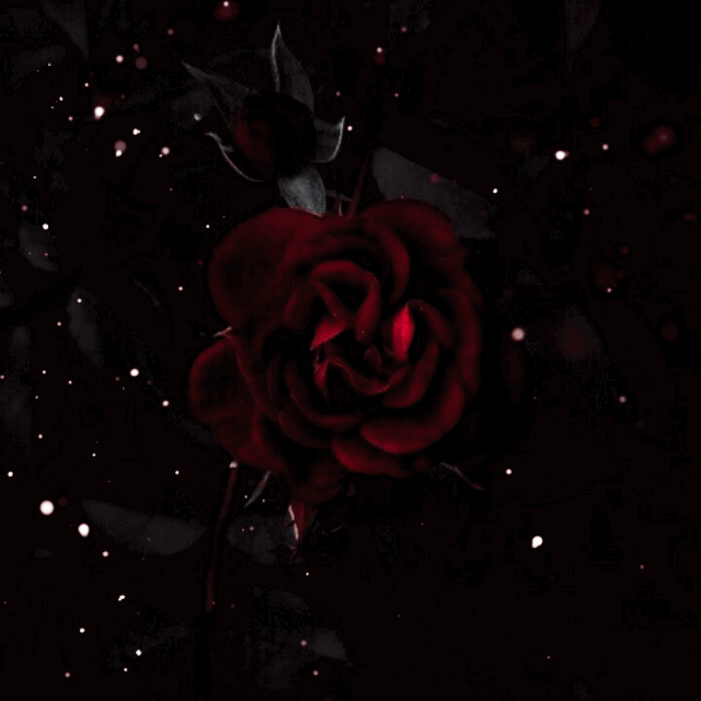 ❃ — 🌹Red Rose Darkness 🌹 gifs made by me :)