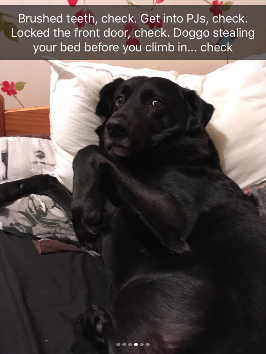 babyanimalgifs: Animal snaps