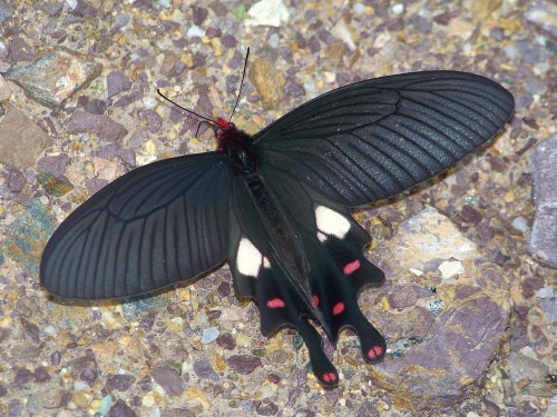 onenicebugperday:Common windmill butterfly, Byasa polyeuctes, Papilionidae (Swallowtails)Found throu