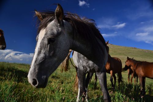 nomadicjurek:Karakol, Kyrgyzstan 