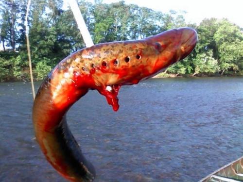 xprincess-jasmine:  unexplained-events:  Monster creature fished(by fished I mean, shot with an arrow) out of New Jersey’s waters. This unidentified creature is thought to be a sea lamprey. It has thick bloody lips that sorround jagged sharp teeth.