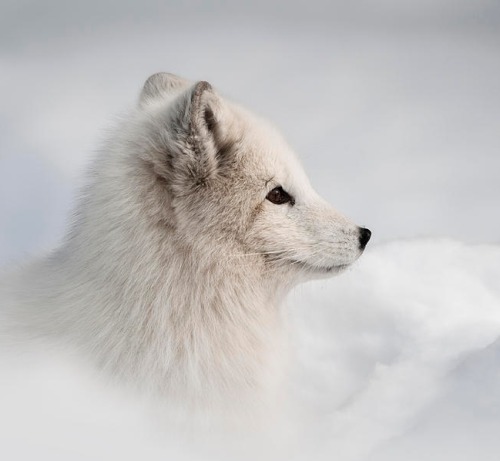 beautiful-wildlife:Hello Pretty Lady by Andy AstburyA female Arctic Fox ventures out of her snow den to begin her daily search for food.  