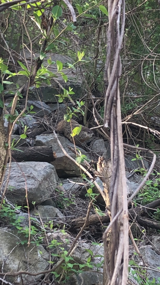I Saw A Groundhog Whilst Climbing!