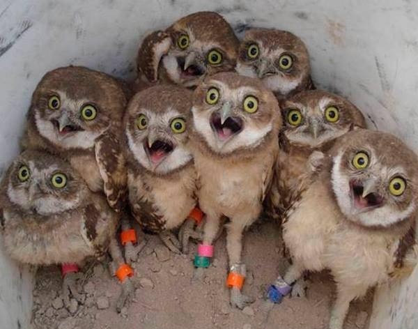 dawwwwfactory:  A group of Owl is called a parliament. Click here for more adorable