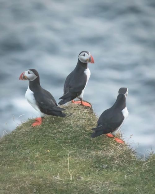 Been a while since I posted some puffins. These guys are still one of my favorite birds I’ve encount