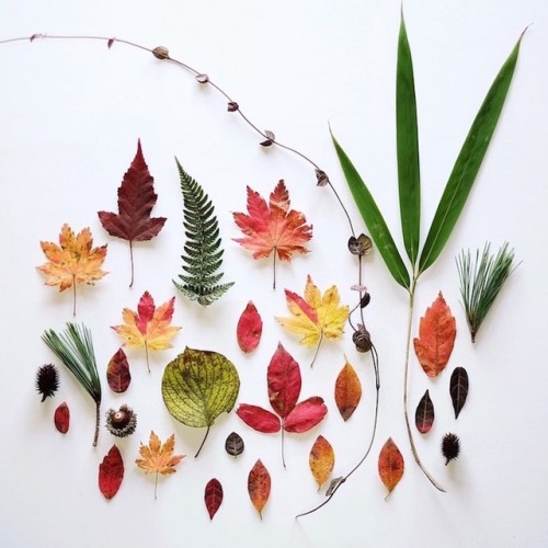 culturenlifestyle:  Visually Sublime Compositions That Celebrate Treasures Found in Nature Ja Soon Kim’s photography series explores beautifully arranged and structured wild flora and fauna that she collects during her lonely expeditions to the enticing