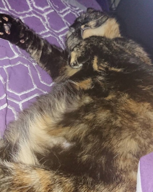 Sadey In Dreamland #catselfie #catsleeping #cats