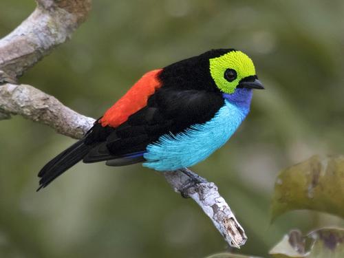 Paradise tanager (Tangara chilensis)