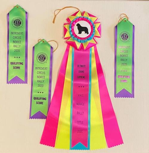 Sirius earned her AKC Novice Rally obedience title via AKC’s pilot virtual program— usually local cl