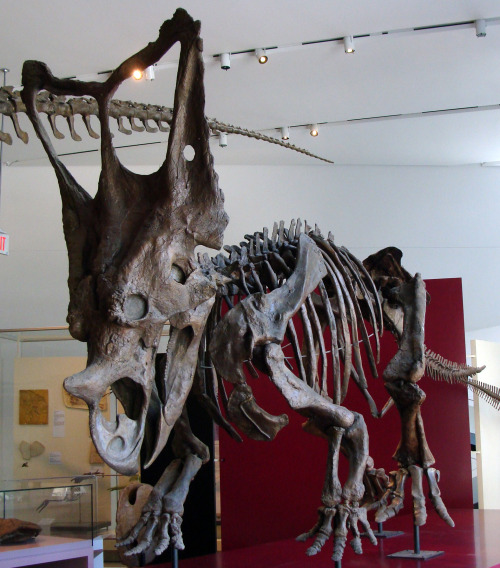 dinodorks