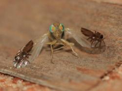 the-science-llama:  Goniurellia tridens This member of the Tephritidae fly family has Ant-Mimic Wings… or do they look more like spiders? Either way these insects are awesome and there are plenty of other ones with intricate  markings on their wings