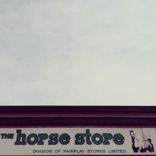 What kind of store only sells one horse?