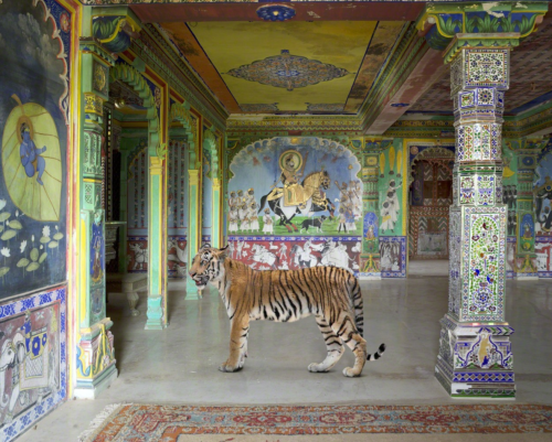 wtxch:Karen Knorr (British-American, b. 1954)Arjuna’s Path, Junha Mahal, Dungarpur, 2014