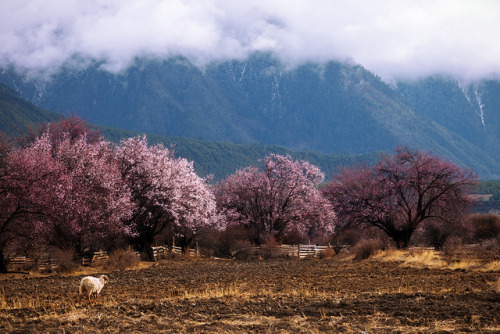 jacindaelena:    by Lucy Young