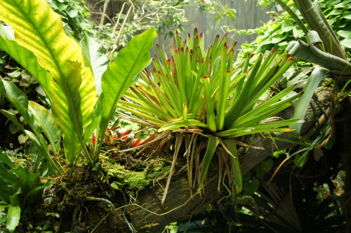 flora-file:  epiphytes (by flora-file)