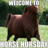 horse-is-a-horse-of-course:natalieironside:horse-is-a-horse-of-course:horse-is-a-horse-of-course:hi adult photos