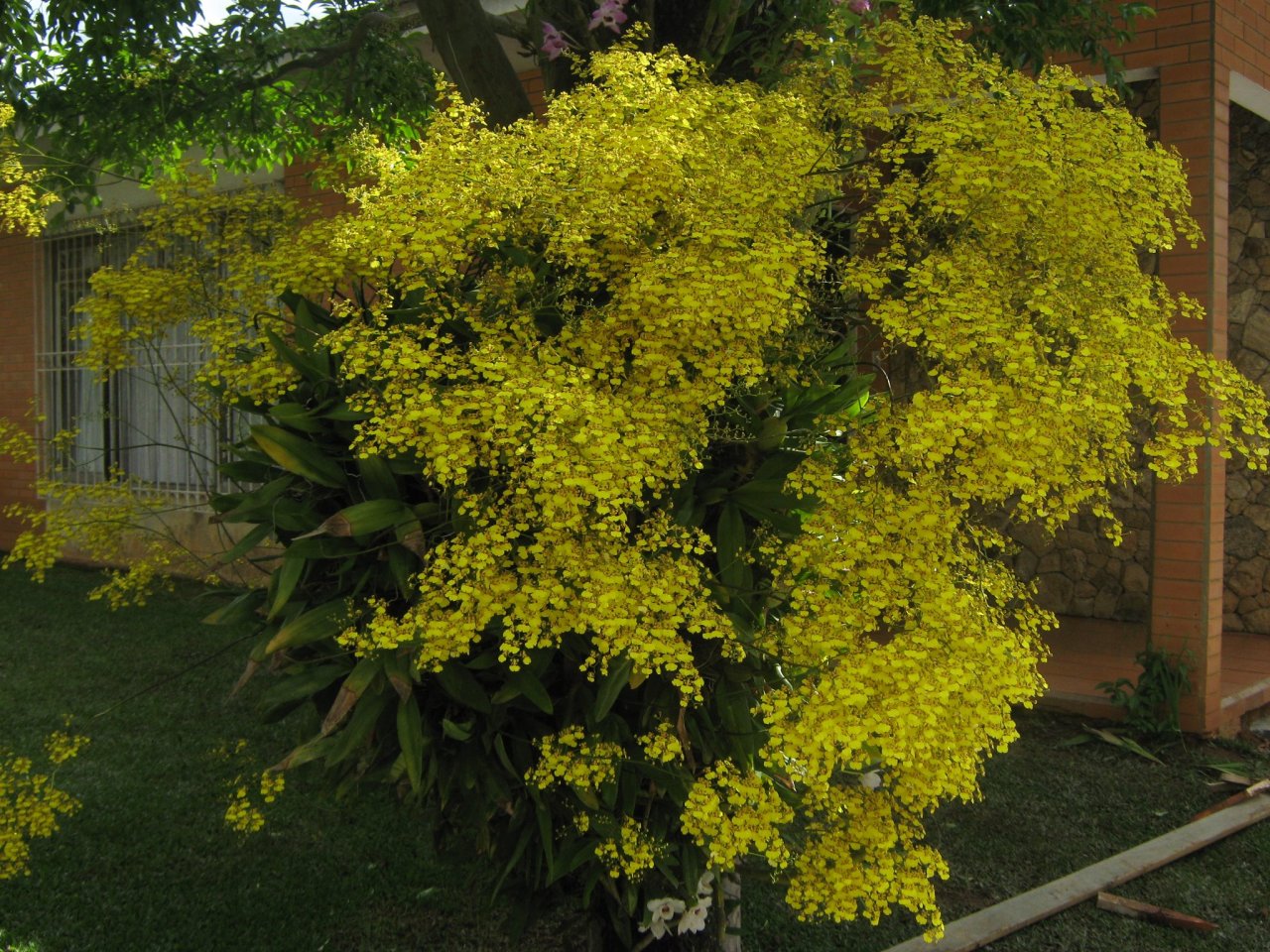 Impressive display of Gomesa flexuosa (syn. Oncidium flexuosum) on a tree.
Orchidaceae: Oncidiinae.
By Alessandro Garrett Dronk. [x]