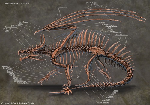 whattywhatwhat:thetakubooty:zezmeril-the-nargacuga:avannak:seeebersold:anatoref:Dragon AnatomyTop Im