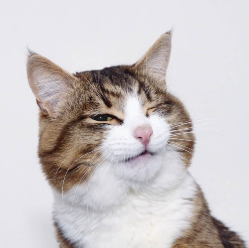 catsbeaversandducks:The Many Faces Of Rexie (2019 Edition)