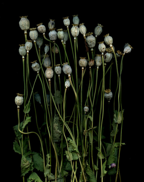 lawsoffate:Papaver somniferum (by horticultural art)