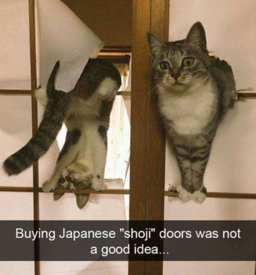 disgustinganimals: meowingtonsco: See more at: Meowingtons.com Please don’t blame the doors.