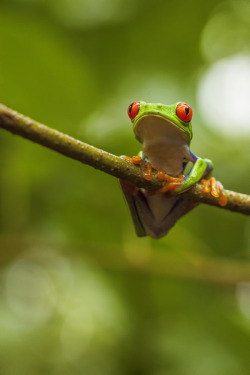 drxgonfly:  Red Eye Tree Frog (Caribbean