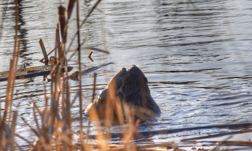 It was two years ago today that I had a couple of beavers start making out in front of me. Accidenta