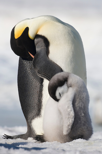 nubbsgalore:  Emperor penguin chicks in Antarctica’s porn pictures