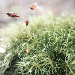 eumycota:the tiny world beneath our feet