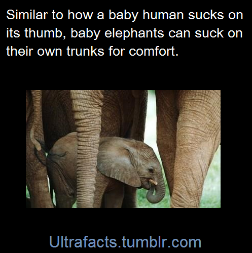 shadzilla:  imdemetrialynn:   peace-love-rough-sex:  gleaux:  ultrafacts:  1017sosa300:  ultrafacts:   Sources: 1 2 3 4 5 6 7 8 9 10   Follow Ultrafacts for more facts   baby elephants are so CUTE  Adding more elephant facts to the compilation! Sources: