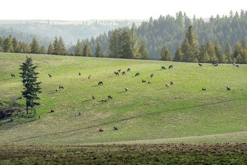 || Photo from @shotbankphotos || Latah County || Image selected by @ericmuhr || Join us in exploring