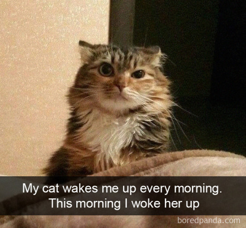 babyanimalgifs: Hilarious Cat Snapchats That Will Leave You With The Biggest Smile.  Follow @an