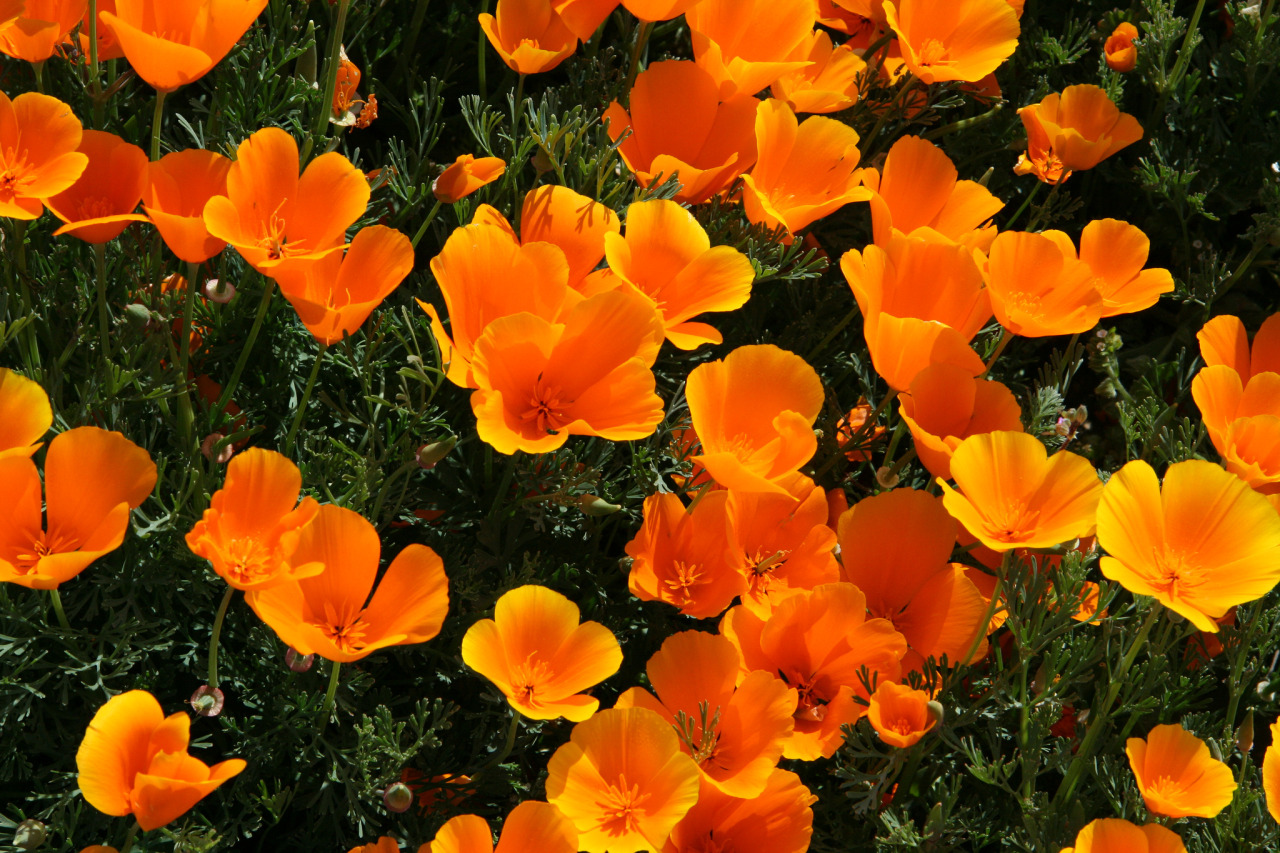 mypubliclands:  Enjoy beautiful spring views of your public lands with friends and