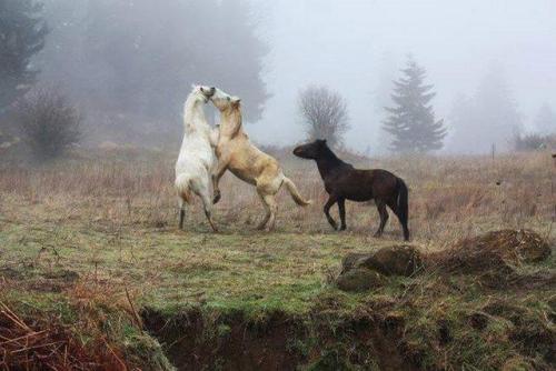 Horses in Pertouli and Elati of Trikala, Greece 