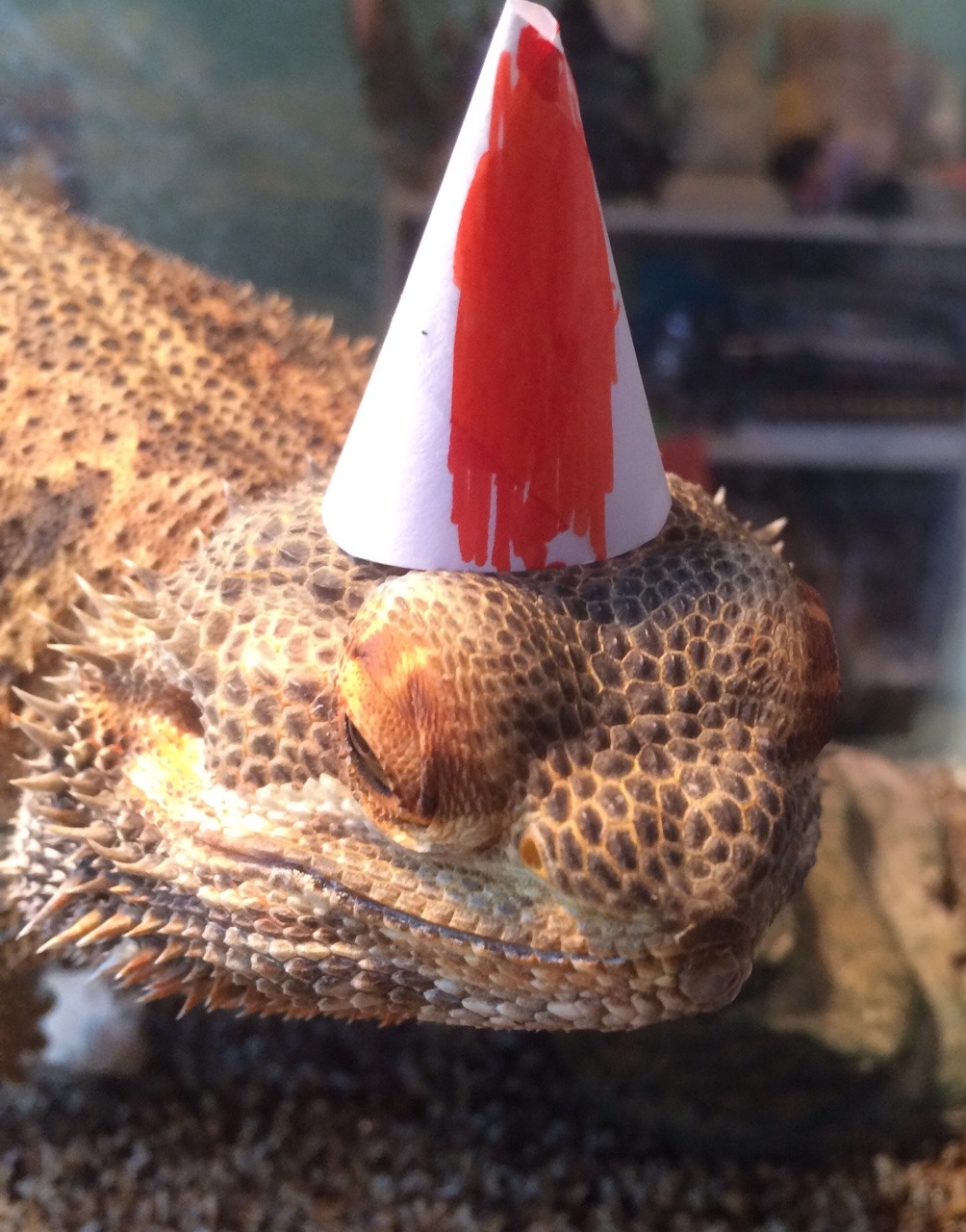 yeahponcho: Barbeque wishes Poncho a happy birthday! ———————- AWW thank