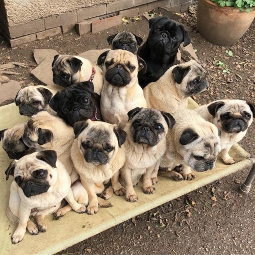 Pug Love is never enough ❤️✨