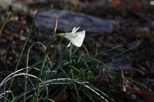 January for us has been mild with some warm breaks in the weather.  The flowers of winter are starti