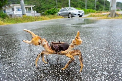 pithya: petitpoulailler: visual definition of ‘audacity’ That’s just how crab