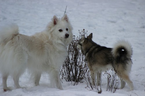 american eskimo dog