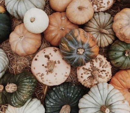 nepheleae:Moodboard for autumn: the scent of rotting leaves, wrapping yourself in a warm knitted jum
