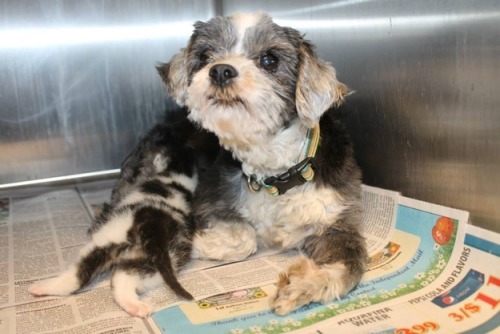 thefrogman:  Dog Finds A Tiny Kitten, Risks Everything To Save Her Animal control officers in Anderson, S.C., thought that a barking shih tzu was stuck in a ravine. Turns out, she was there nursing and protecting a tiny abandoned kitten she had found.