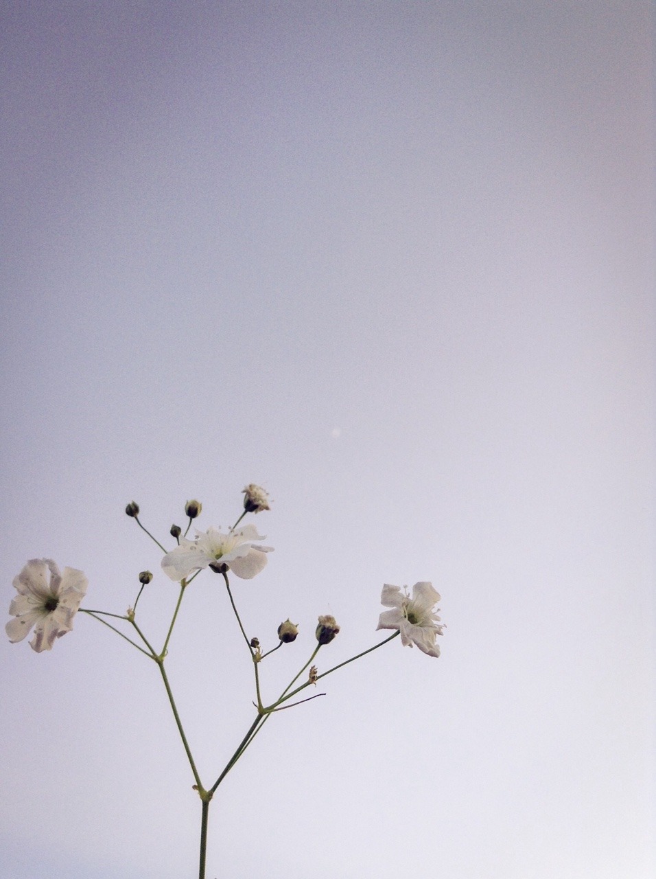 P O L L Y F L O R E N C E 